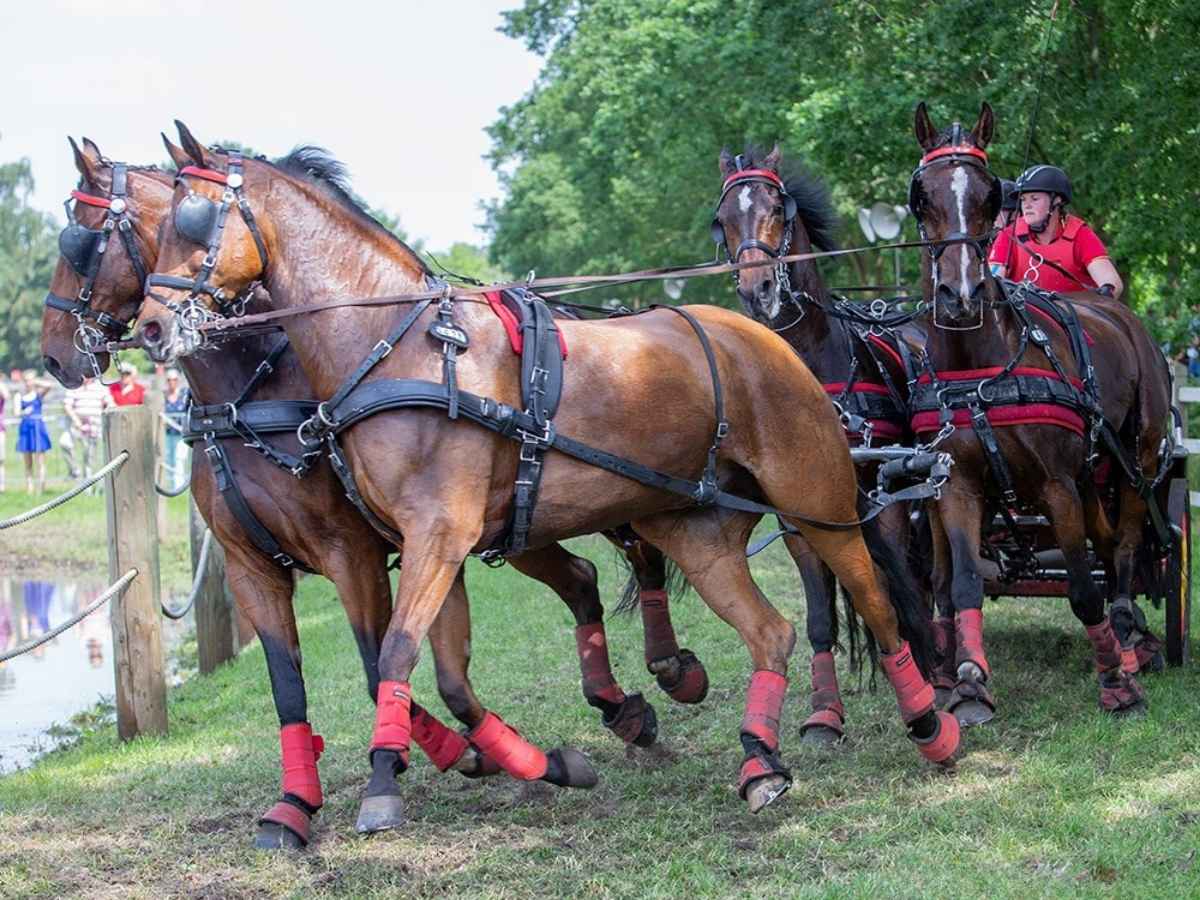 ZILCO Pferdegeschirr Brustblatt Vierspänner ELITE