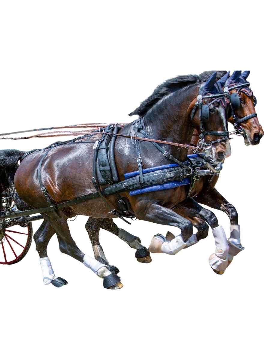 ZILCO Pferdegeschirr Brustblatt Zweispänner ZGB