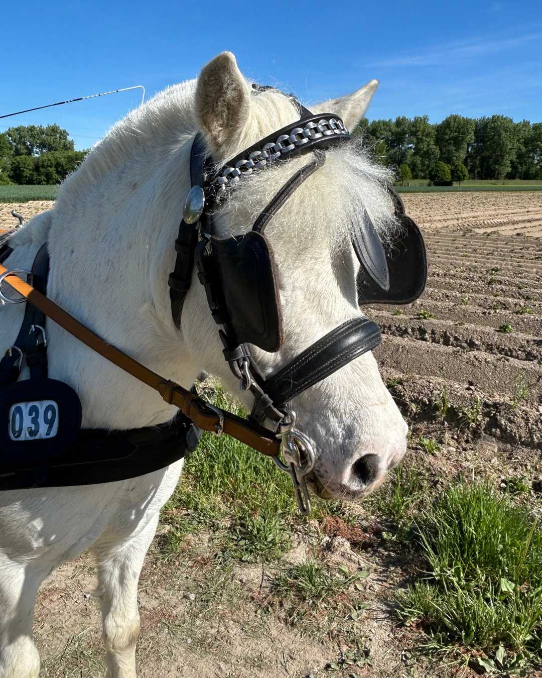 Mood_Pony_Fahrgeschirr