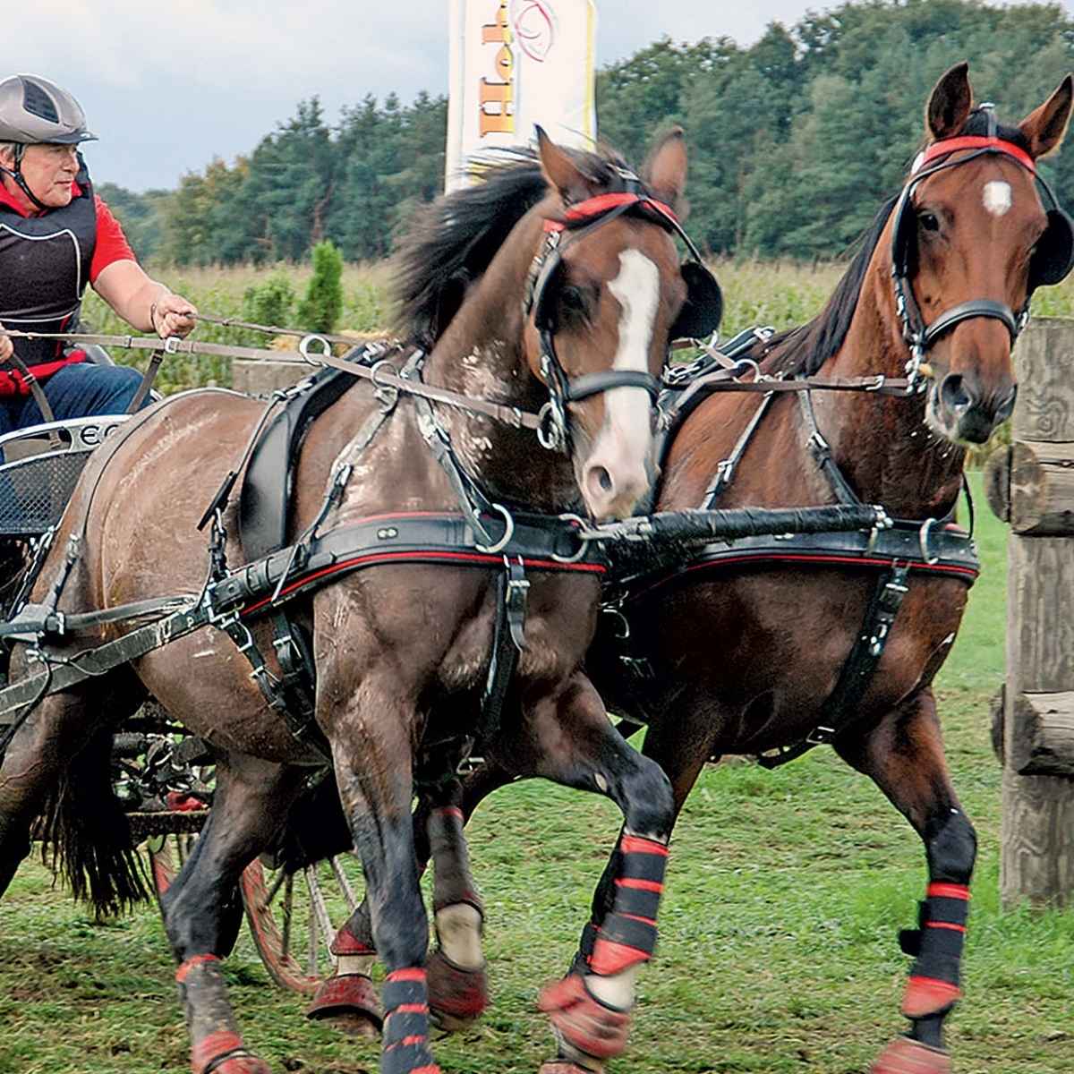 ZILCO Pferdegeschirr Zweispänner ELITE 