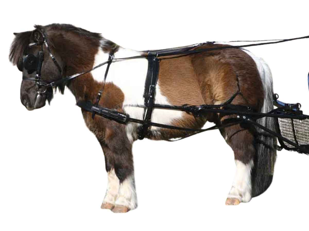 ZILCO Pferdegeschirr Brustblatt Einspänner SL SHETLAND