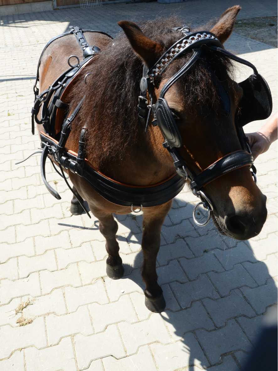 WEISSL Pferdegeschirr Brustblatt Einspänner CLASSIC, schwarz / braun, SHETTY