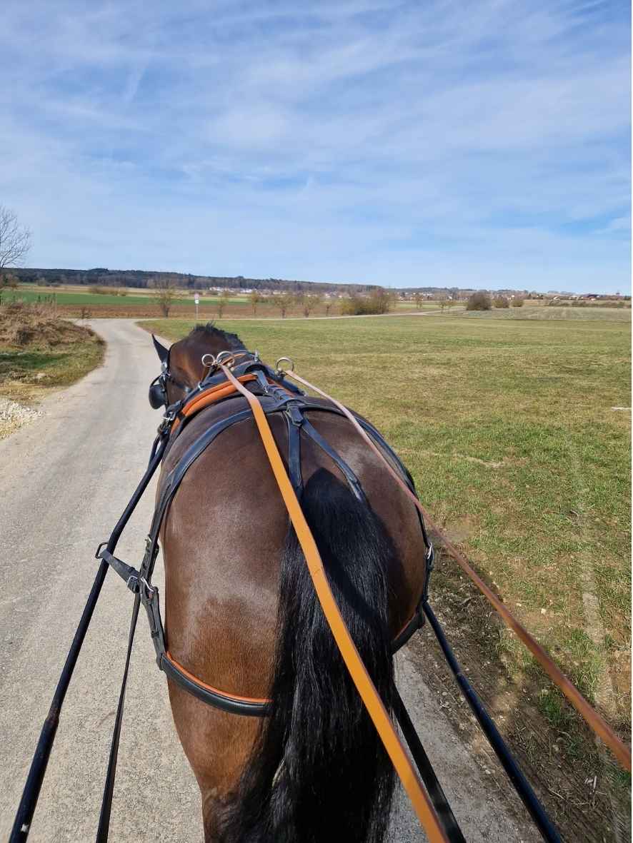 WEISSL Pferdegeschirr Brustblatt Einspänner CLASSIC, schwarz / braun, FULL