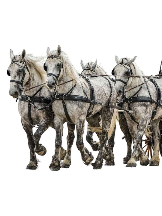 ZILCO Pferdegeschirr Brustblatt Vierspänner ZGB