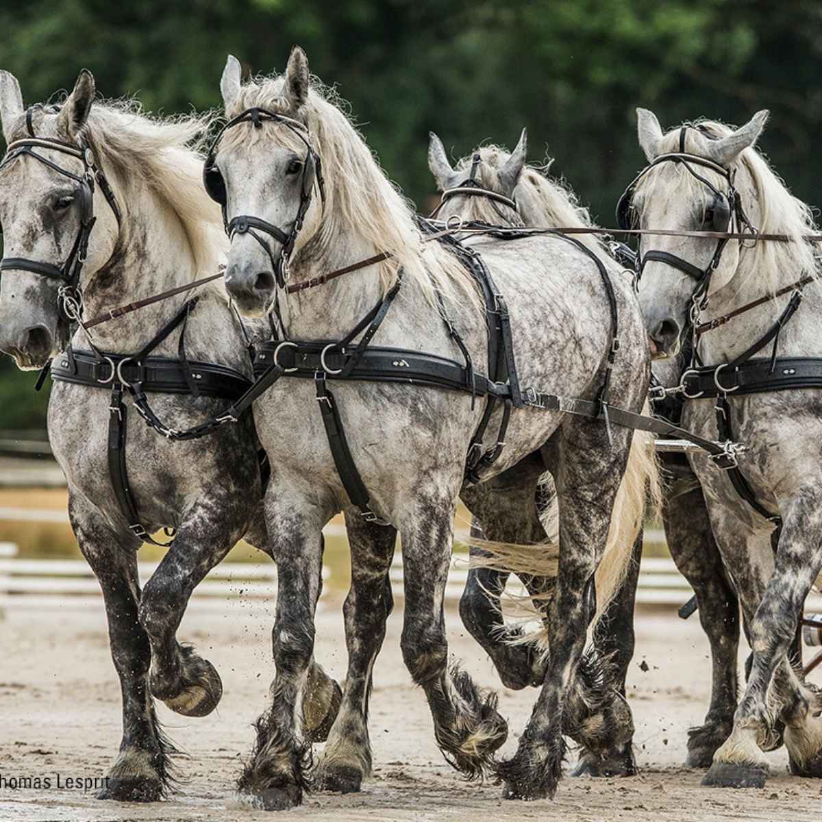 ZILCO Pferdegeschirr Brustblatt Vierspänner ZGB