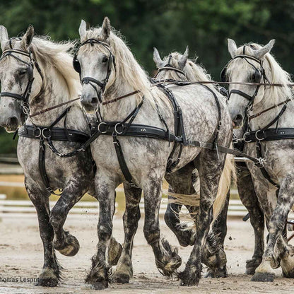 ZILCO Pferdegeschirr Brustblatt Vierspänner ZGB