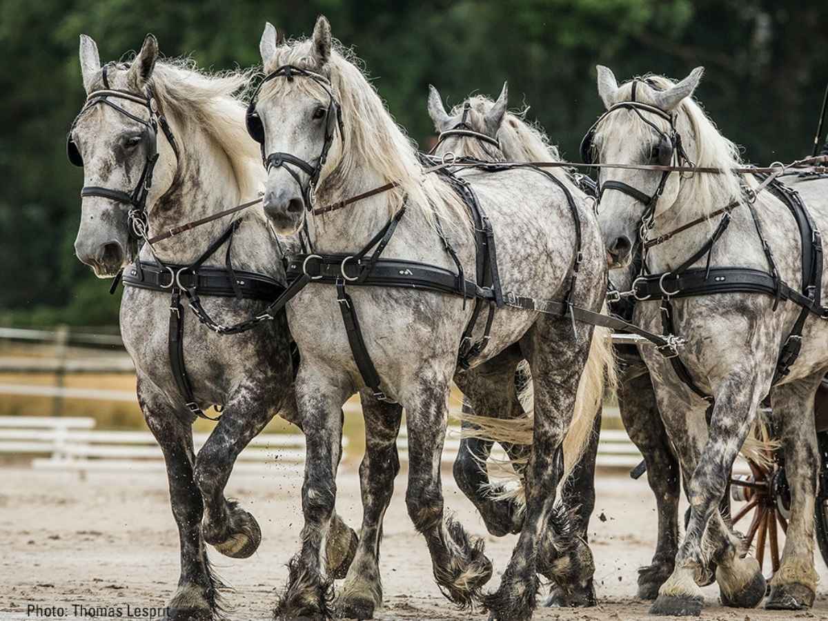 ZILCO Pferdegeschirr Brustblatt Vierspänner ZGB
